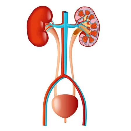 Kidney Profile